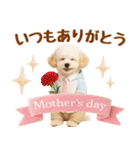 大人可愛いトイプーで梅雨の気づかい敬語（個別スタンプ：39）