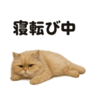 ペルシャ猫スタンプ｜ぐてぐてな日常（個別スタンプ：6）