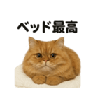ペルシャ猫スタンプ｜ぐてぐてな日常（個別スタンプ：11）