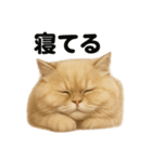 ペルシャ猫スタンプ｜ぐてぐてな日常（個別スタンプ：13）
