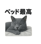 ロシアンブルー猫｜もふもふ＆ぐで〜な日常（個別スタンプ：11）