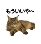サイベリアン猫｜もふもふ＆ぐで〜な日常（個別スタンプ：11）