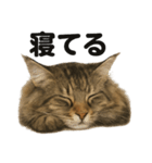 メインクーン猫｜もふもふ＆ぐで〜な日常（個別スタンプ：1）