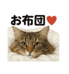 メインクーン猫｜もふもふ＆ぐで〜な日常（個別スタンプ：2）