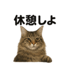 メインクーン猫｜もふもふ＆ぐで〜な日常（個別スタンプ：4）