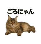 メインクーン猫｜もふもふ＆ぐで〜な日常（個別スタンプ：5）