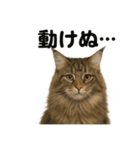 メインクーン猫｜もふもふ＆ぐで〜な日常（個別スタンプ：9）