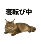 メインクーン猫｜もふもふ＆ぐで〜な日常（個別スタンプ：10）