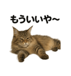 メインクーン猫｜もふもふ＆ぐで〜な日常（個別スタンプ：11）