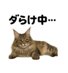 メインクーン猫｜もふもふ＆ぐで〜な日常（個別スタンプ：12）