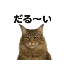 メインクーン猫｜もふもふ＆ぐで〜な日常（個別スタンプ：13）