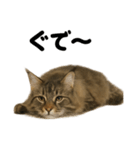 メインクーン猫｜もふもふ＆ぐで〜な日常（個別スタンプ：14）