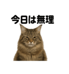 メインクーン猫｜もふもふ＆ぐで〜な日常（個別スタンプ：15）