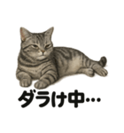 アメリカンショートヘア猫｜ダラダラ日常（個別スタンプ：2）