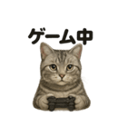 アメリカンショートヘア猫｜ダラダラ日常（個別スタンプ：9）