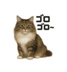 サイベリアン猫のもふもふ＆ぐで〜な日常（個別スタンプ：1）
