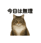 サイベリアン猫のもふもふ＆ぐで〜な日常（個別スタンプ：3）