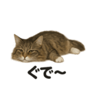 サイベリアン猫のもふもふ＆ぐで〜な日常（個別スタンプ：4）