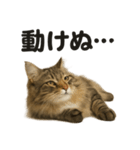サイベリアン猫のもふもふ＆ぐで〜な日常（個別スタンプ：5）