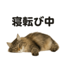 サイベリアン猫のもふもふ＆ぐで〜な日常（個別スタンプ：6）