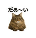サイベリアン猫のもふもふ＆ぐで〜な日常（個別スタンプ：7）