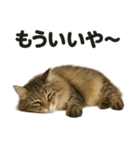 サイベリアン猫のもふもふ＆ぐで〜な日常（個別スタンプ：8）