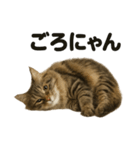 サイベリアン猫のもふもふ＆ぐで〜な日常（個別スタンプ：9）