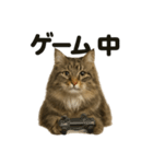 サイベリアン猫のもふもふ＆ぐで〜な日常（個別スタンプ：10）