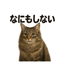 サイベリアン猫のもふもふ＆ぐで〜な日常（個別スタンプ：11）