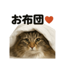 サイベリアン猫のもふもふ＆ぐで〜な日常（個別スタンプ：13）