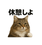 サイベリアン猫のもふもふ＆ぐで〜な日常（個別スタンプ：15）