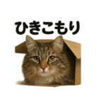 サイベリアン猫のもふもふ＆ぐで〜な日常（個別スタンプ：16）