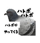 はぁああん！！！(野生の雄叫び)（個別スタンプ：23）