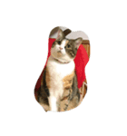 いぬ＆ねこ4（個別スタンプ：5）