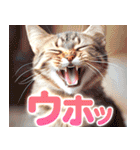 ウホウホ言うだけのスタンプ（個別スタンプ：40）