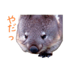 ハッピーアニマル_ウォンバット1（個別スタンプ：2）