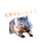 ハッピーアニマル_ウォンバット1（個別スタンプ：4）