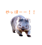 ハッピーアニマル_ウォンバット1（個別スタンプ：7）