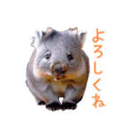 ハッピーアニマル_ウォンバット1（個別スタンプ：8）