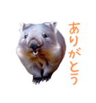 ハッピーアニマル_ウォンバット1（個別スタンプ：12）