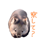 ハッピーアニマル_ウォンバット1（個別スタンプ：30）