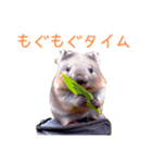 ハッピーアニマル_ウォンバット1（個別スタンプ：31）