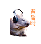 ハッピーアニマル_ウォンバット1（個別スタンプ：33）