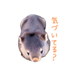 ハッピーアニマル_ウォンバット1（個別スタンプ：36）