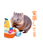 ハッピーアニマル_ウォンバット1（個別スタンプ：37）