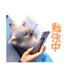 ハッピーアニマル_ウォンバット1（個別スタンプ：39）