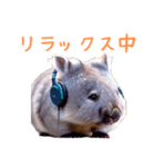 ハッピーアニマル_ウォンバット1（個別スタンプ：40）