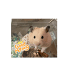 うちの《もぐ》（個別スタンプ：1）