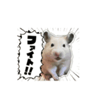 うちの《もぐ》（個別スタンプ：3）