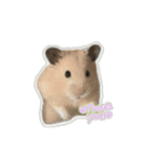 うちの《もぐ》（個別スタンプ：5）
